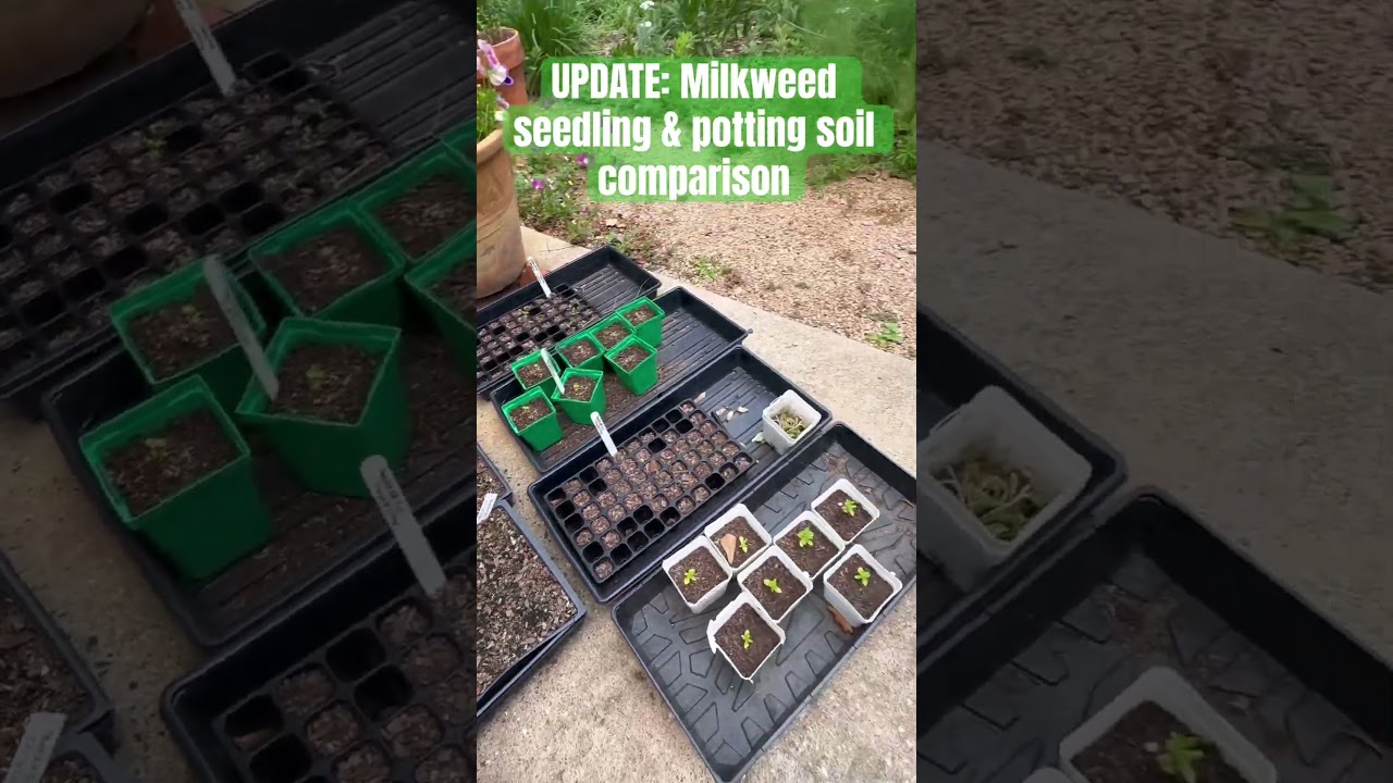 UPDATE on my milkweed seedlings&mdash; potting soil comparison. #happyfrog #butterflygarden