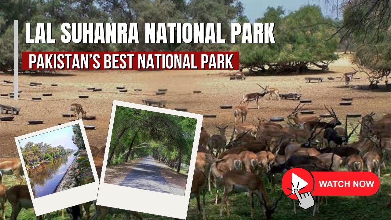 Lal Suhanra National Park | Wildlife Encounters & Rare Animals