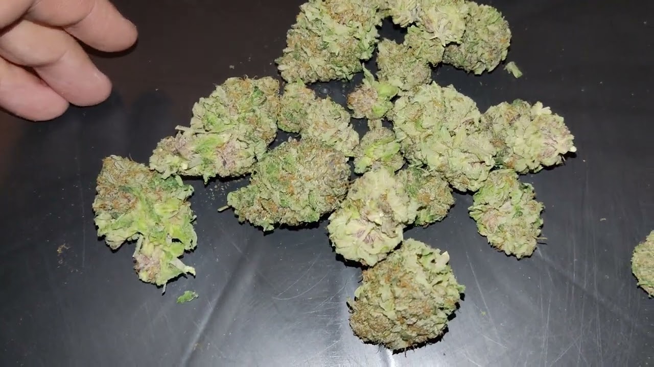 Mimosa X Orange Punch @HerbiesSeeds420 How did I do and how is it?!?!