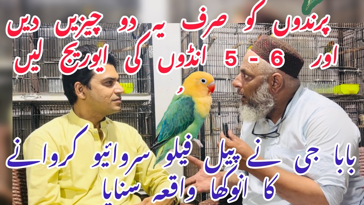 Multivitamin or Calcium kon say use krny chahye | best multivitamin & calciam for lovebirds