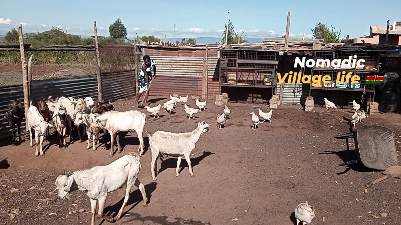 Typical Nomadic African Village Life in Kenya//African Village Life