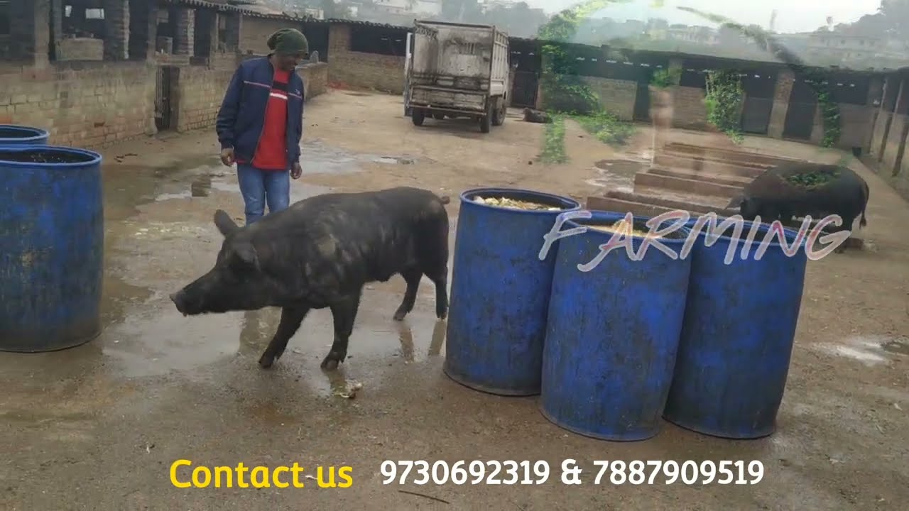 Ranchi pig farm #TND_pig best for jharkhand #pig_farming #piglets #pig