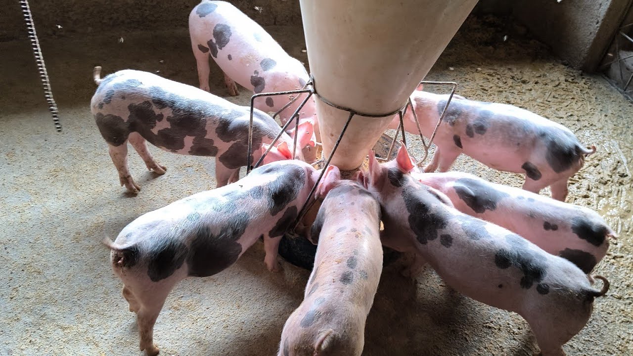 Qual o melhor cruzamento de suíno para engordar.#suinocultura 