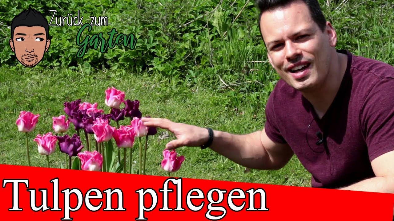 Tulpen pflegen nach der Blüte   vermehren, düngen und schneiden