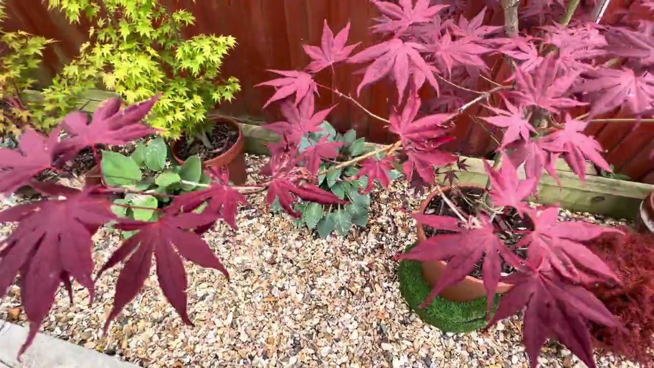 Японские клёны, Acer palmatum Bloodgood, великолепный клён с красными листьями!