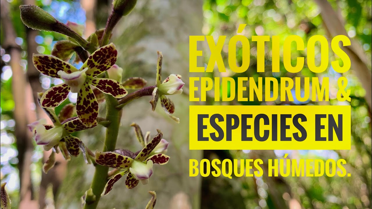 EXÓTICOS EPIDENDRUM & ESPECIES en bosques húmedos.
