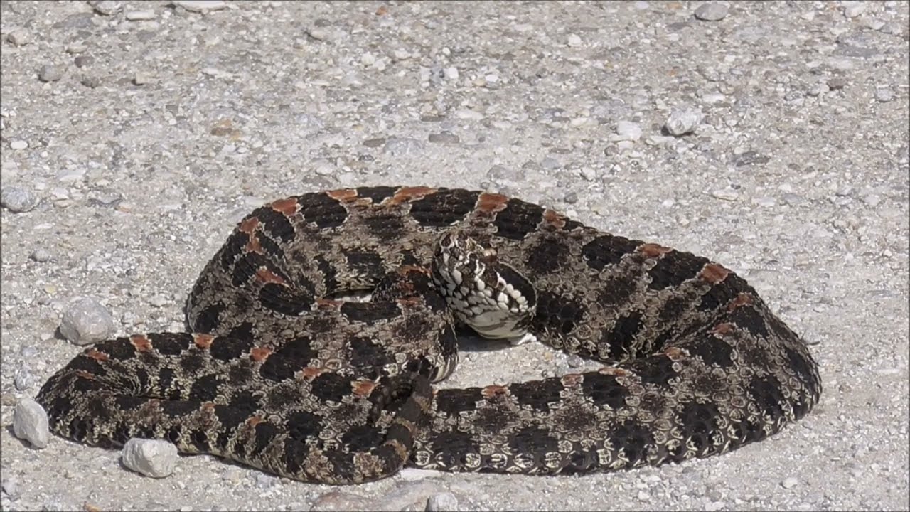 Beautiful Snakes in Florida