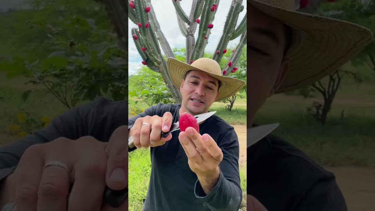 Conhe&ccedil;a o fruto do mandacaru cacto que alimenta p&aacute;ssaros e pessoas