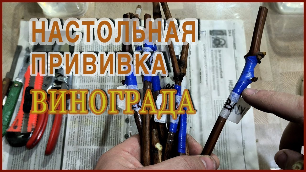 ТРИ способа настольной ПРИВИВКИ, которые сможет сделать каждый.