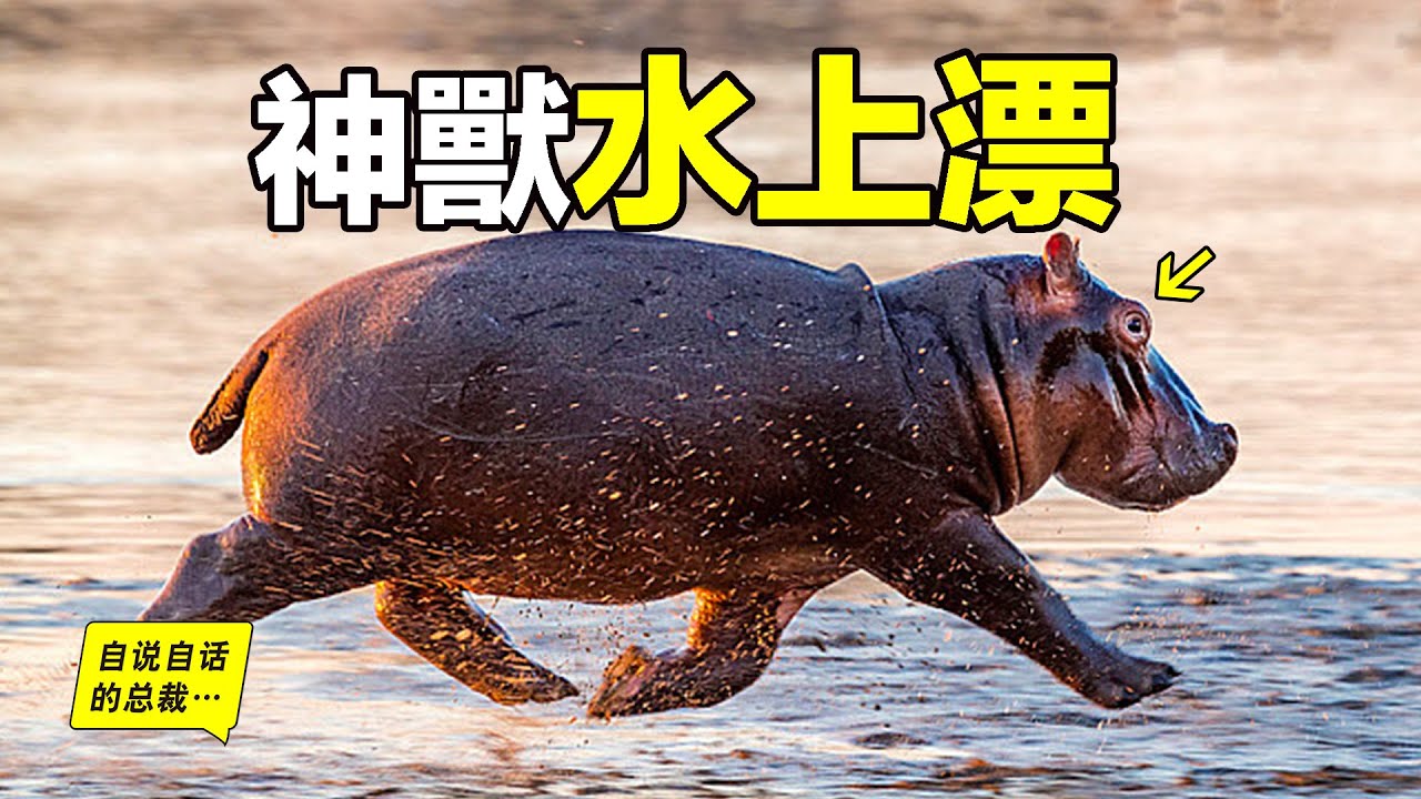 最超出想象的動物：這就是河馬為什麼是神獸的真正原因&hellip;&hellip;|自說自話的總裁