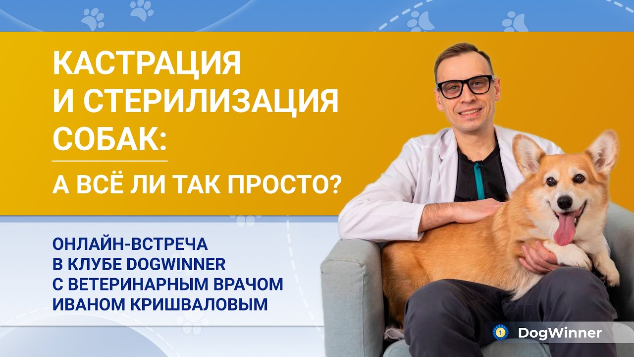 Кастрация и стерилизация собак: а всё ли так просто? Встреча с ветеринарным врачом И. Кришваловым