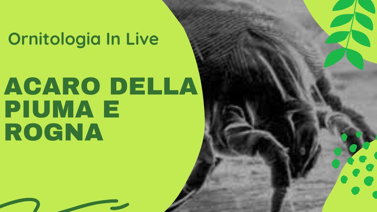 Acaro Della Piuma e Rogna 