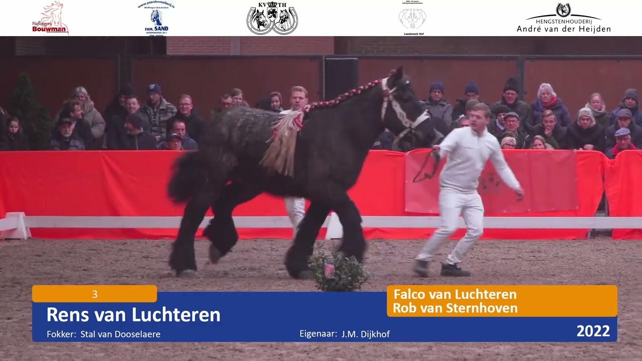 Hengstenkeuring Trekpaarden 2025 | Korte versie