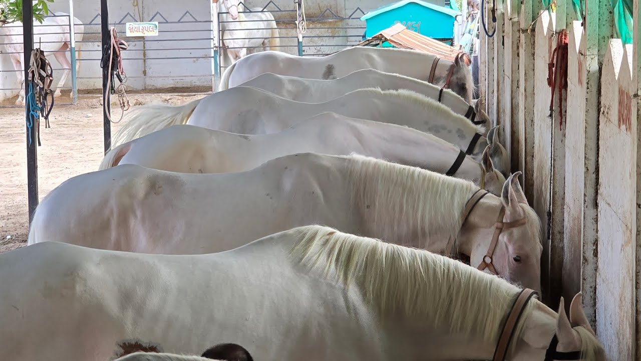 Rupal stud farm सब धोडा और धोडी sell हे mo.9724588670mo.8849146447