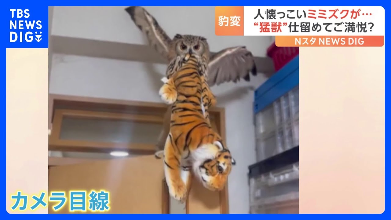 ミミズクが&ldquo;猛獣&rdquo;を捕獲？野性味あふれる動画が話題｜TBS&nbsp;NEWS&nbsp;DIG