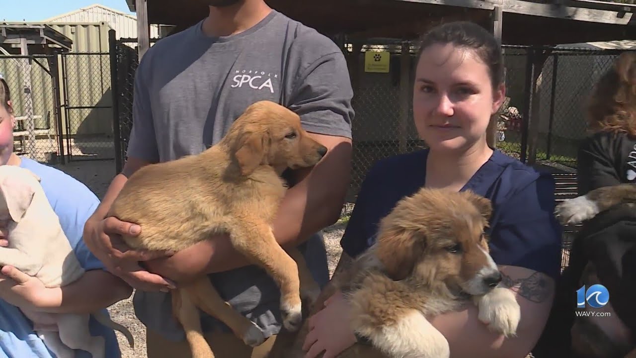 Norfolk SPCA needs help