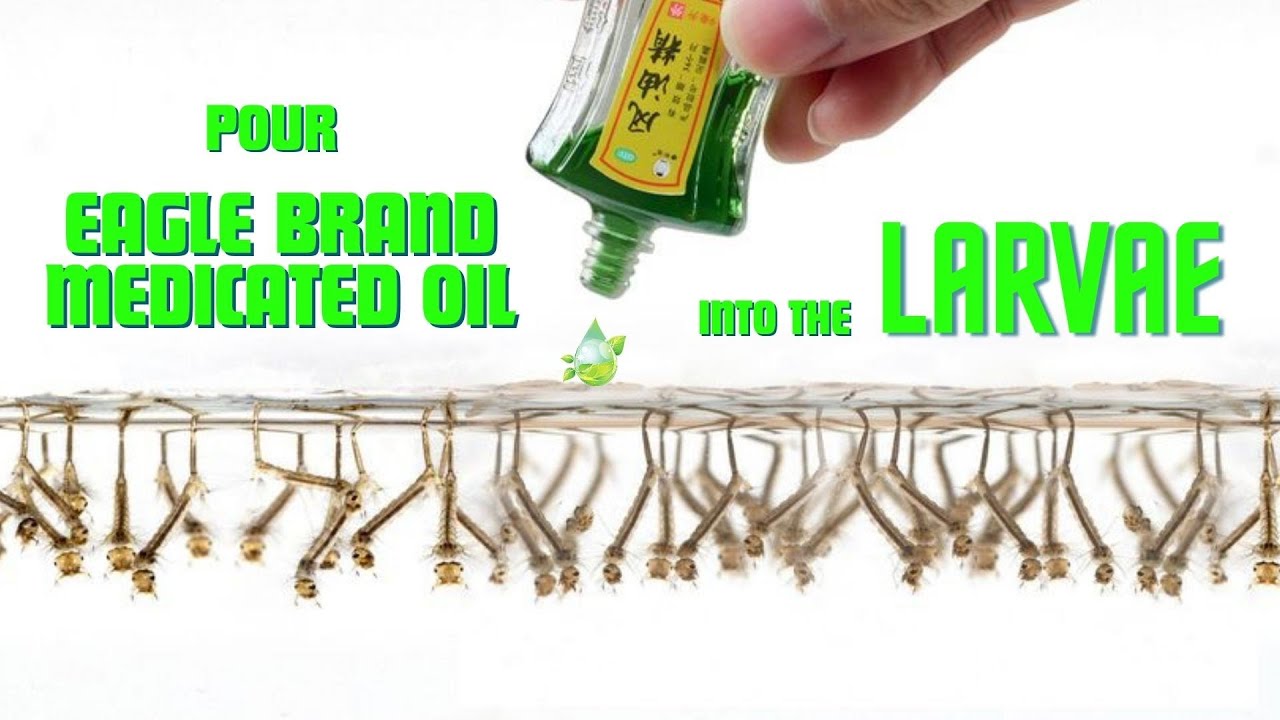 #4 Pour Eagle Brand Medicated Oil into the larvae. What will happen ?