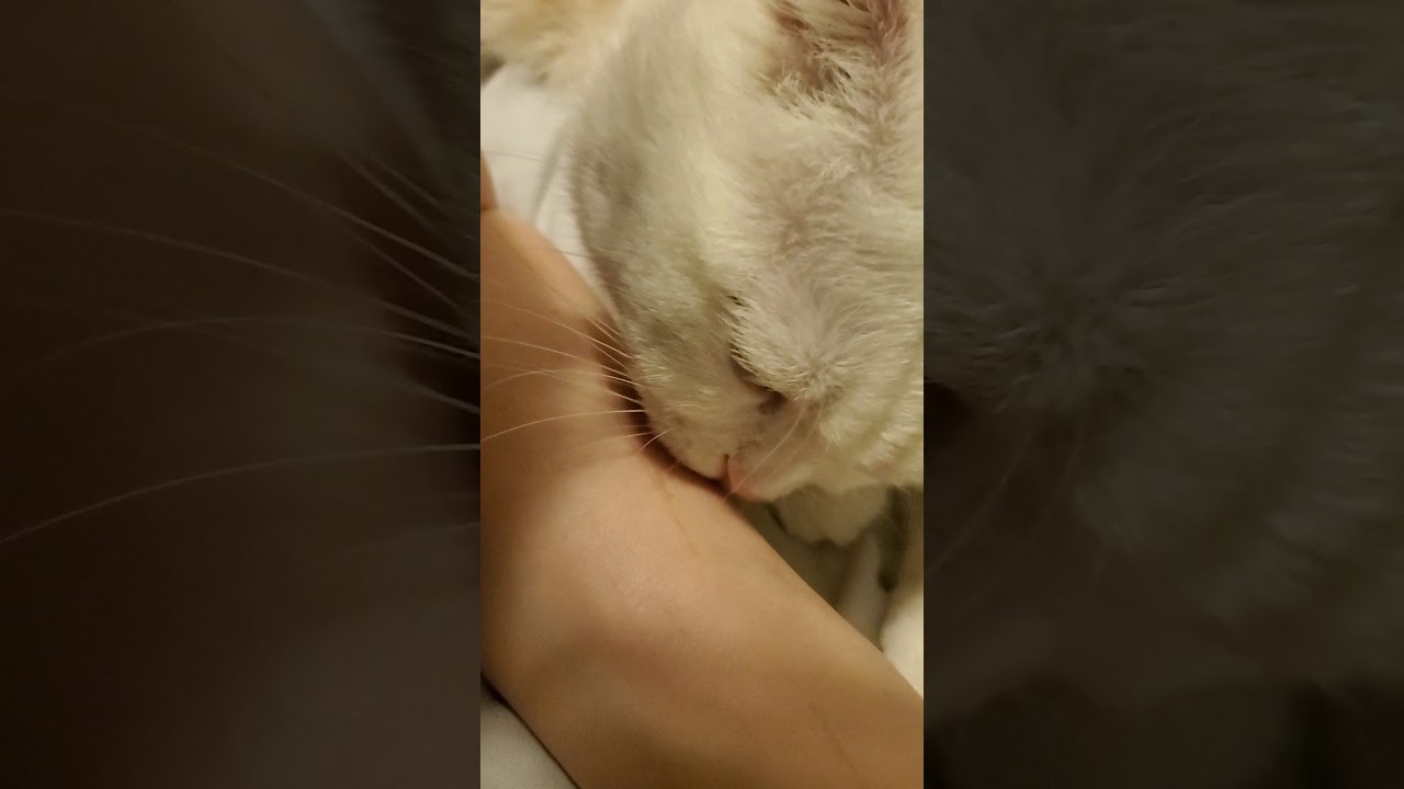 ASMR Cutie Pie licking my arm