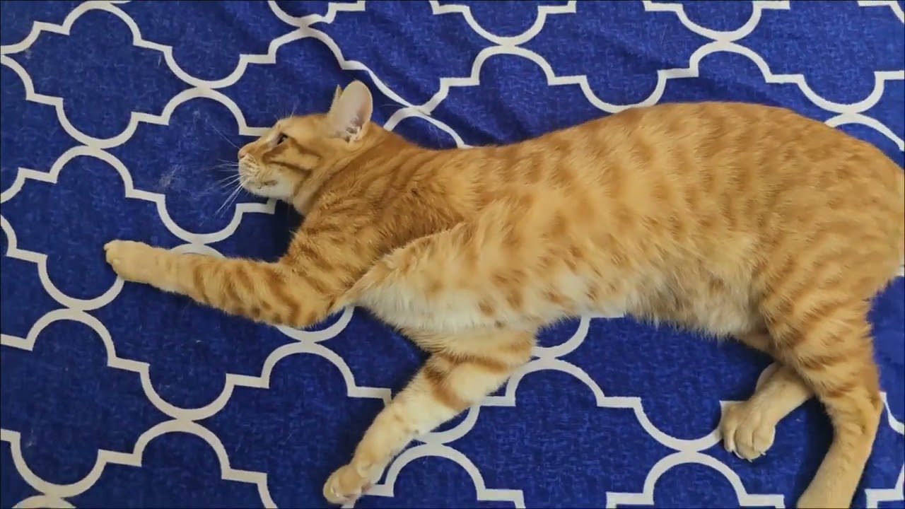 Cat brothers Galvin & Gertrude's 7th stay moments ♥️ #catvideos #cat #catbrothers 