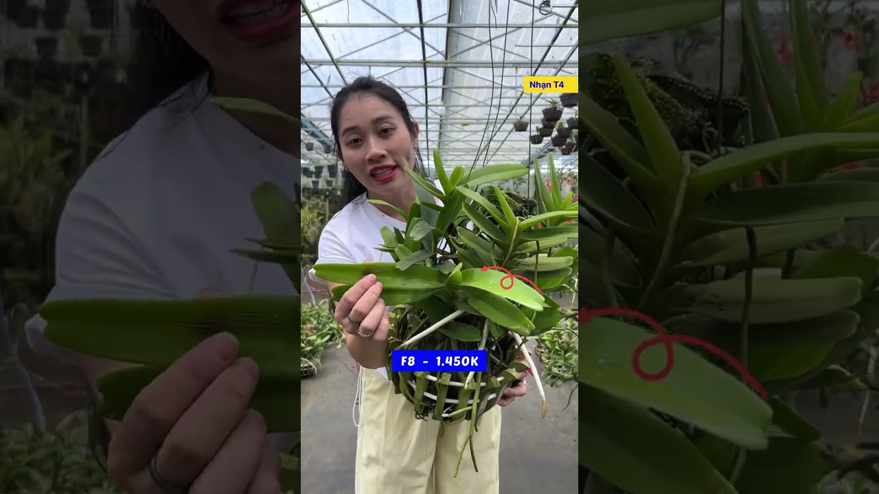Săn giá rẻ cuối tuần || HOA LAN TRỌNG MBS 
