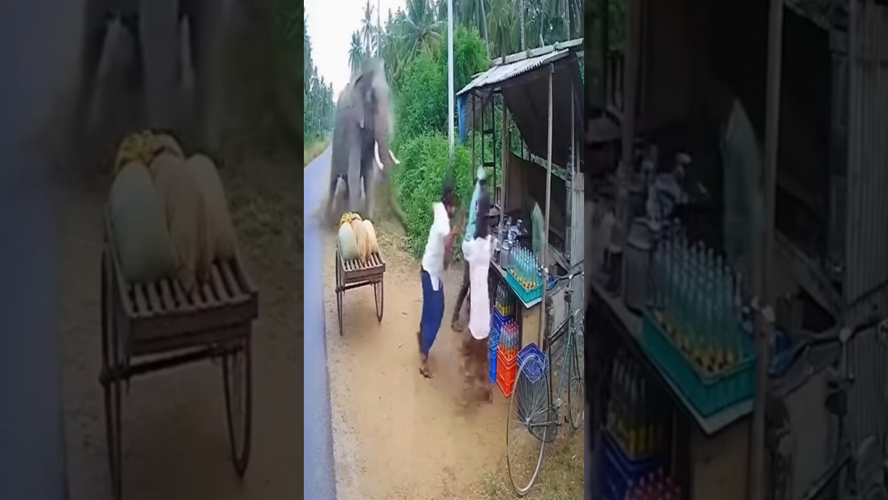 Wild Elephant Suddenly Attacks Tea Stall 😱 | Shocking CCTV Footage #elephantattack #animalattack