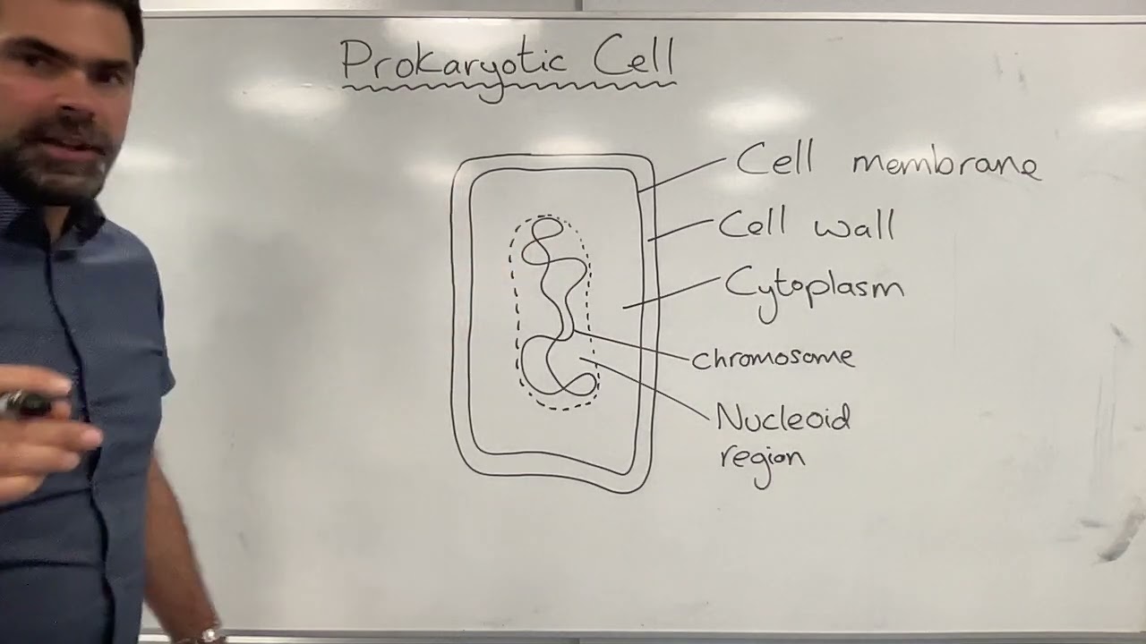 Drawing a prokaryotic cell - bacterial cell