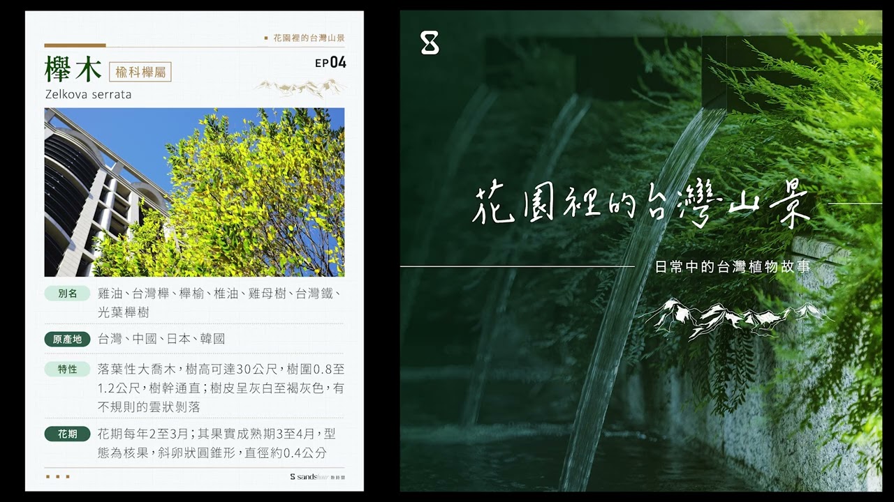 【試聽】EP04 櫸木：堅若磐石的挺拔名樹 ｜花園裡的台灣山景 ：日常中的台灣植物故事