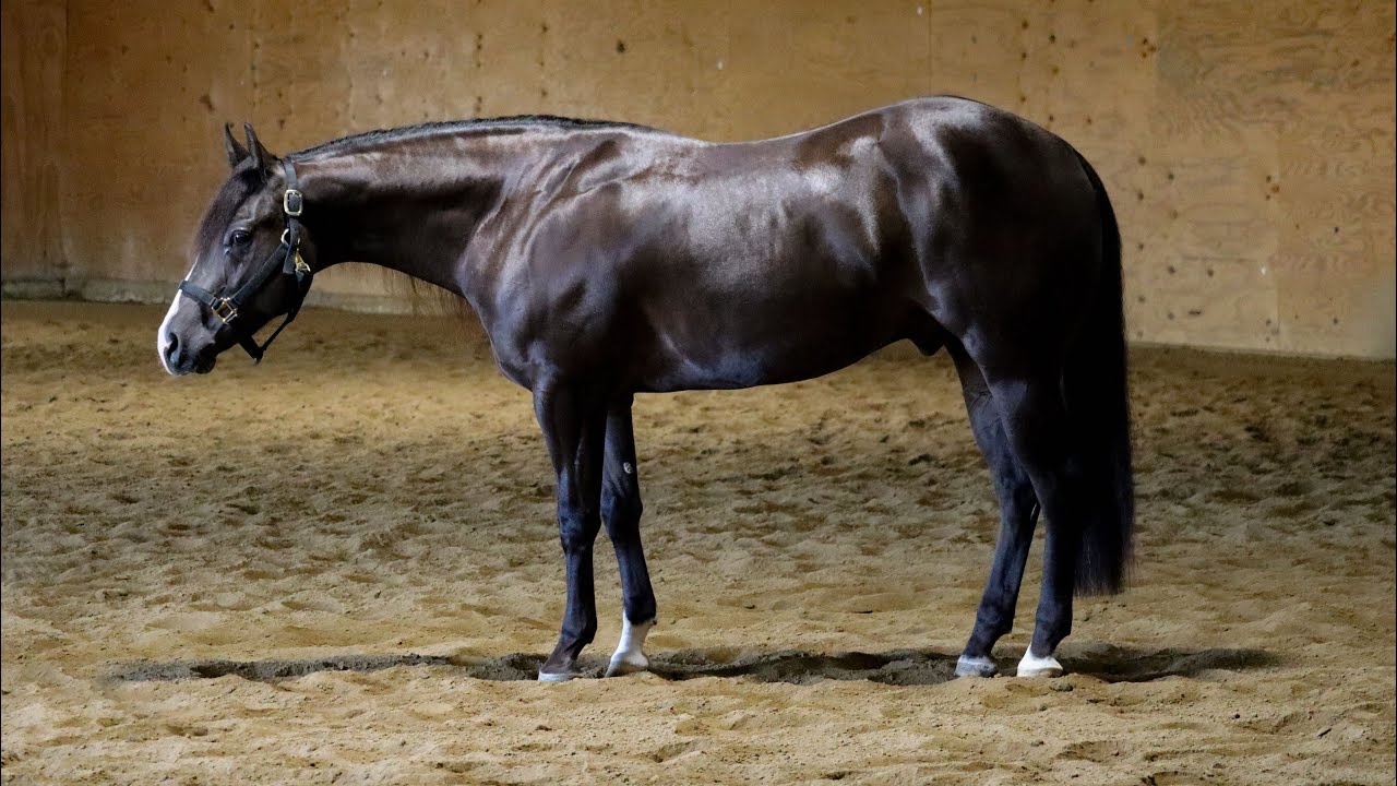 Lo Gear - 2022 Black NRHA/AQHA Gelding