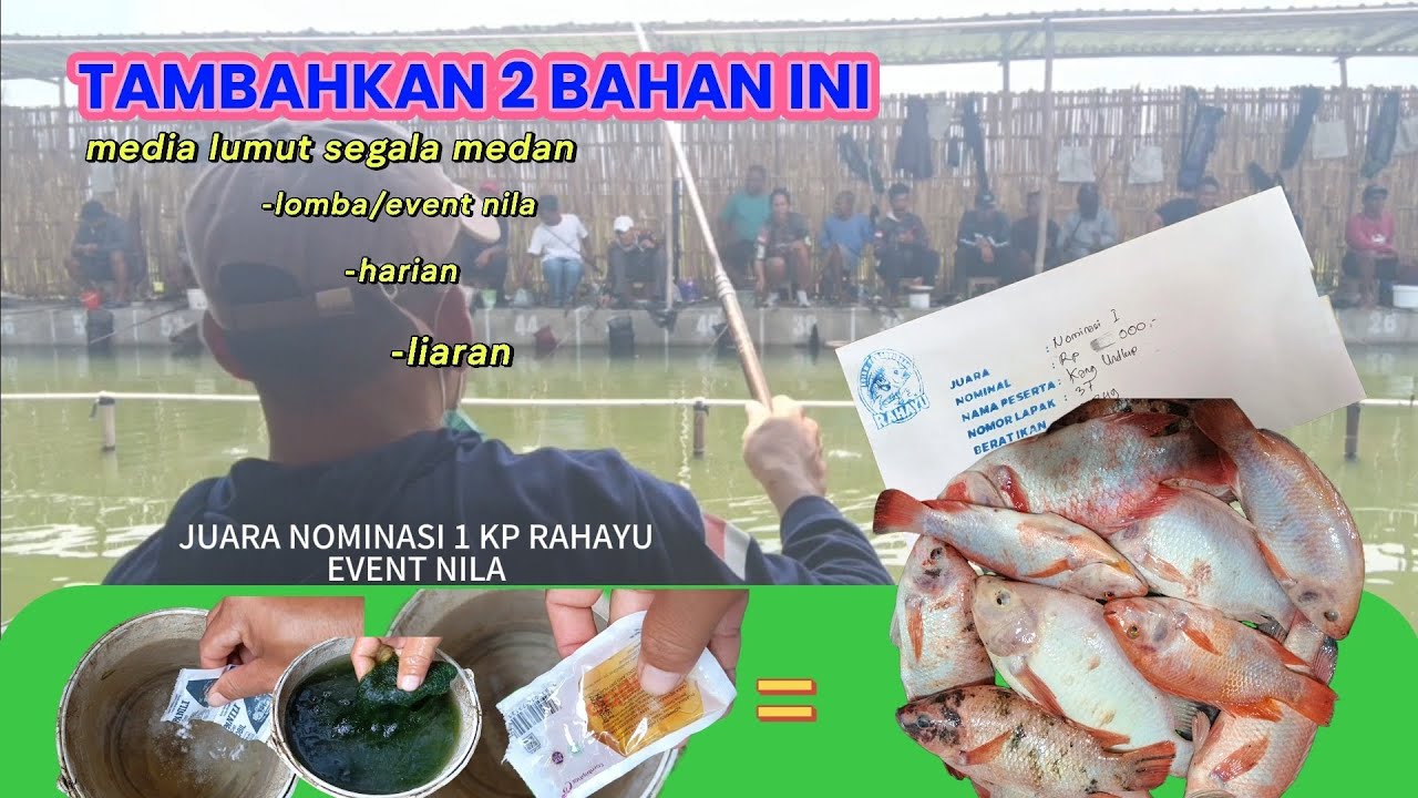 cuma Essen harga 2000, nekat ikut event mancing nila di KP rahayu klaten ternyata dapat nominasi 1