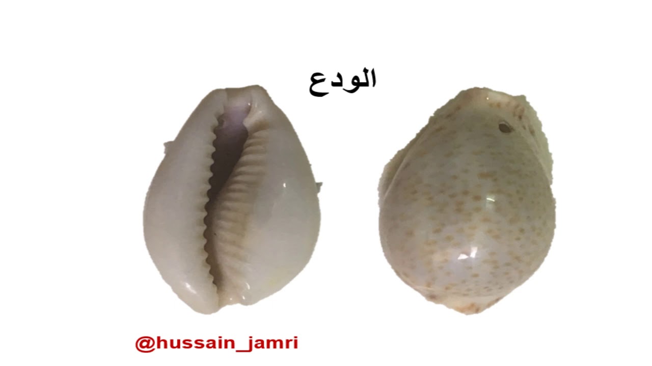 الأسماء المحلية للقواقع والأصداف البحرية
