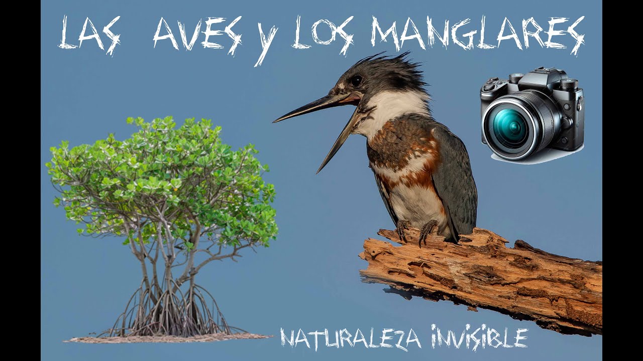 Las Aves y los Manglares de Puerto Rico
