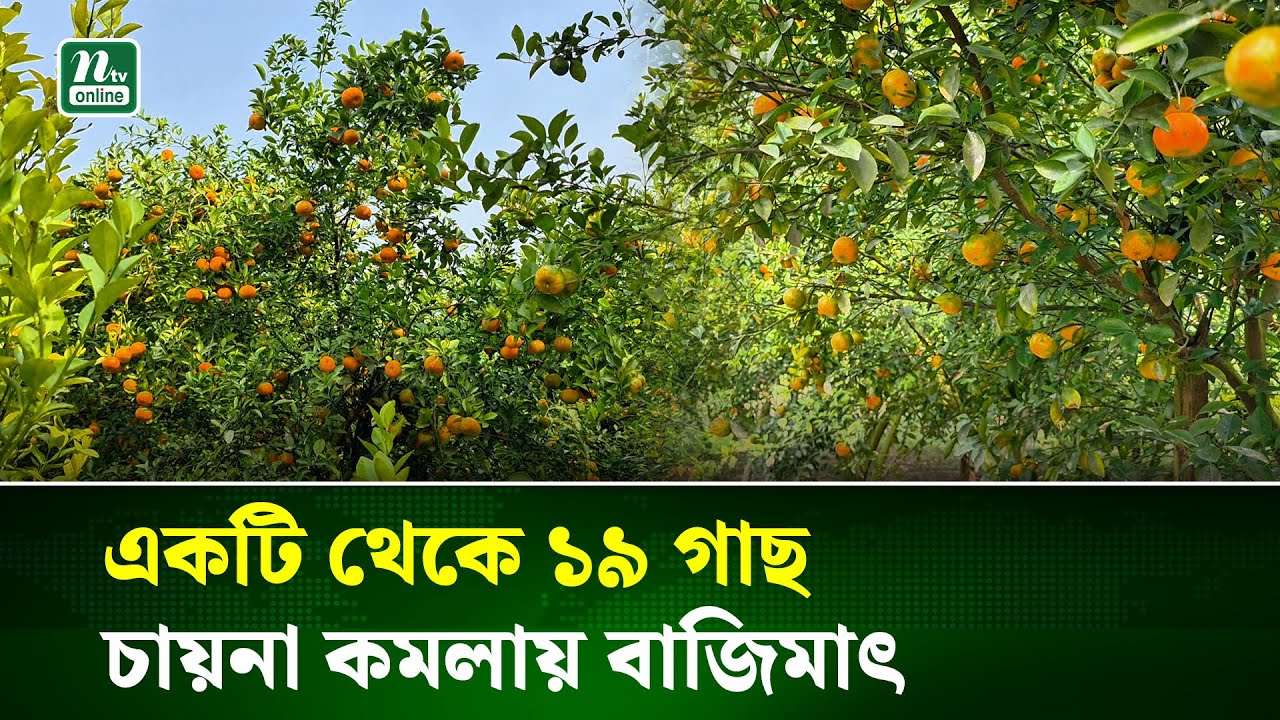 দেশের মাটিতে কমলা চাষে তাক লাগিয়েছেন বগুড়ার শিক্ষক মাসুদুর | Orange farming | NTV News