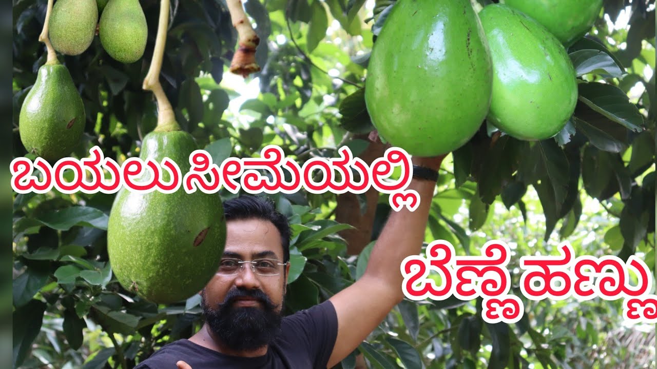 🥑 🥑 🥑 ಬೆಣ್ಣೆ ಹಣ್ಣು (AVOCADO 🥑🥑🥑 BUTTER FRUIT)
