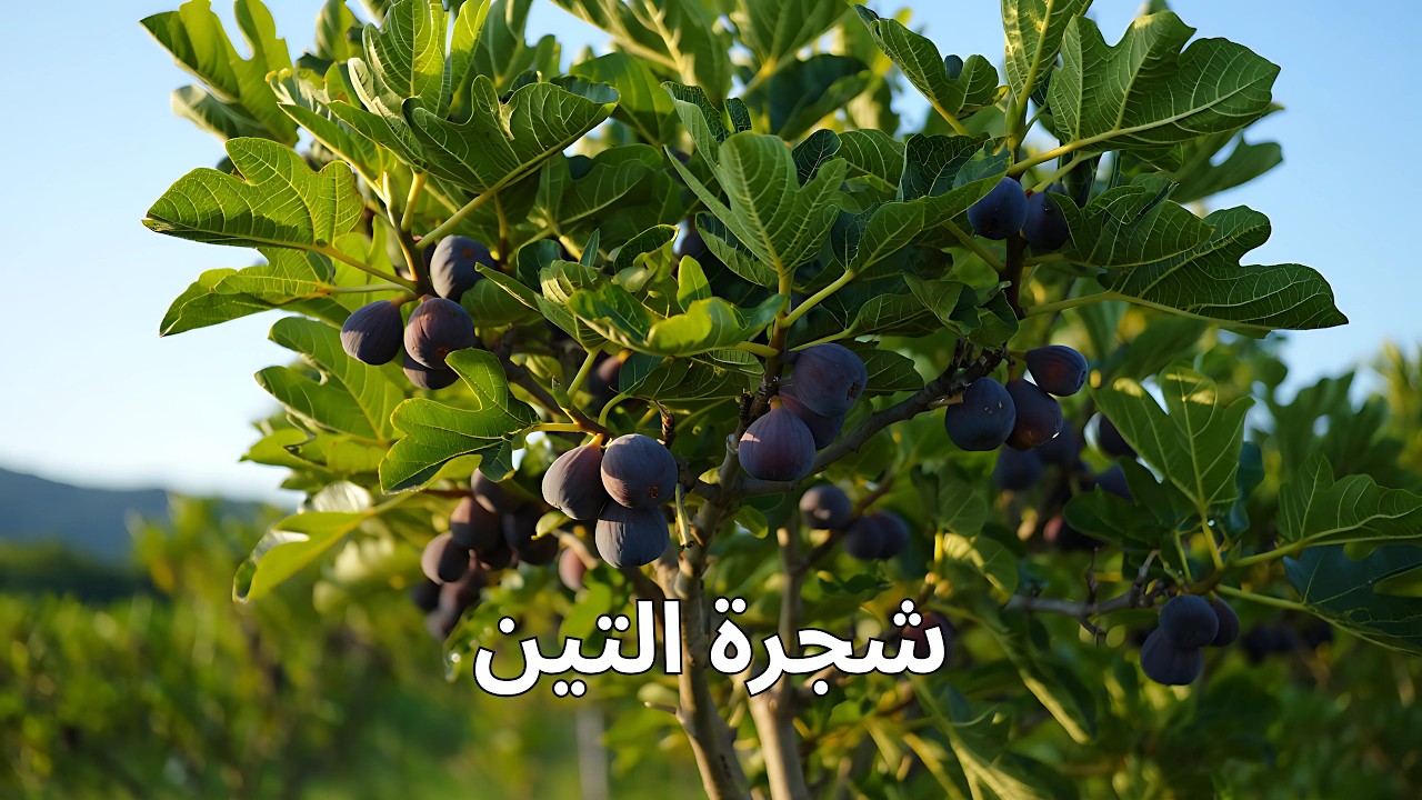 حقائق مذهلة عن شجرة التين لم تسمع عنها من قبل!