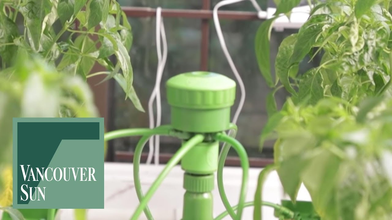 The gear you'll need to start growing cannabis | Vancouver Sun