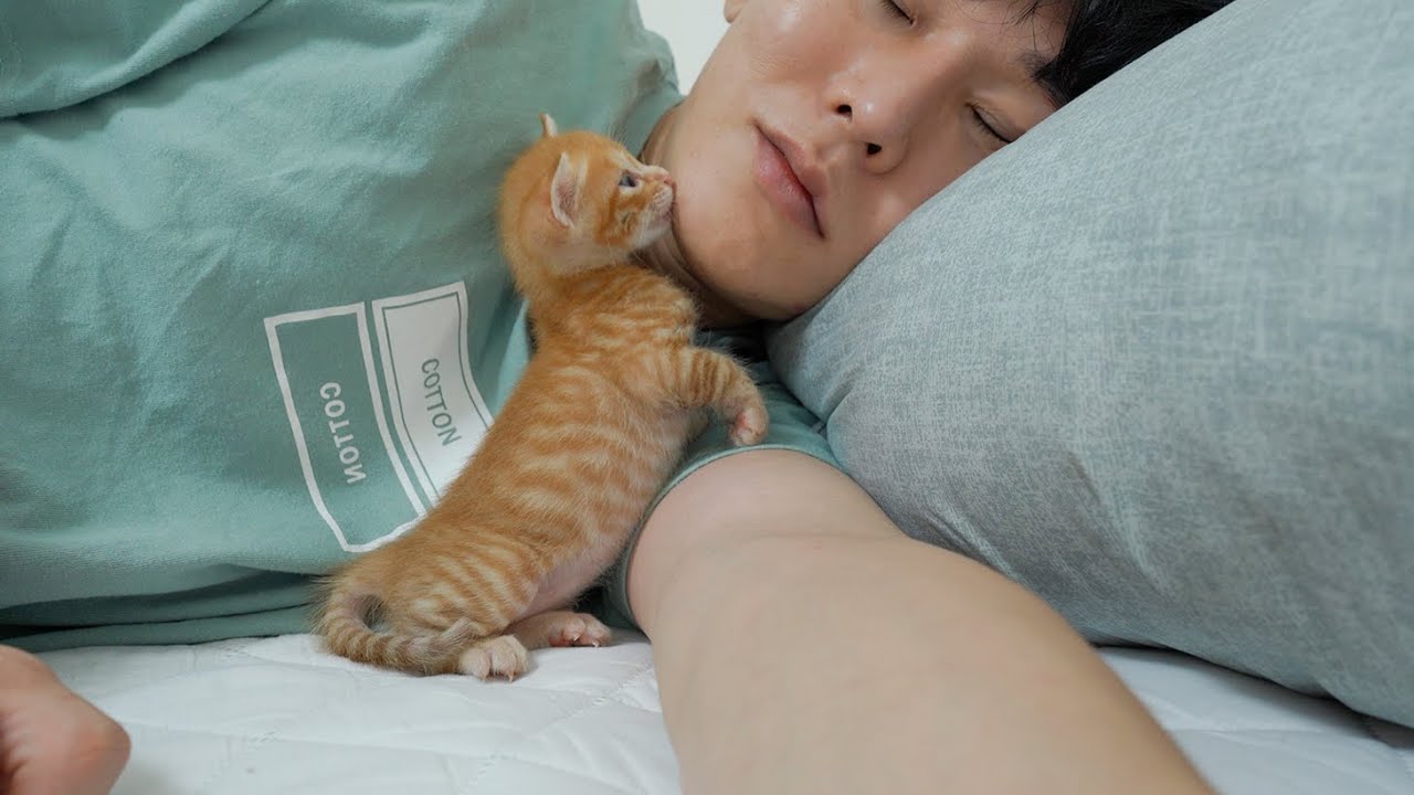 What do kittens do while you sleep?