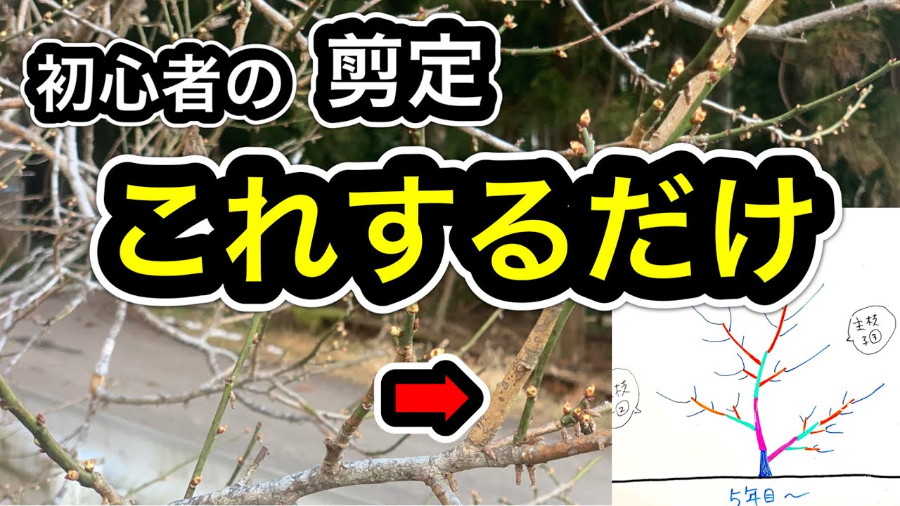 【図解】剪定のやり方を定植1年目〜徹底解説！基本講座②苗木〜成木
