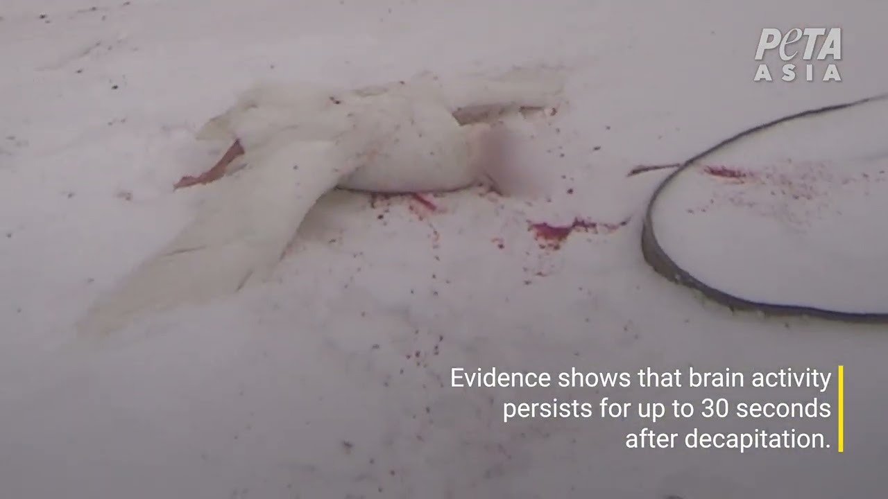 PETA Reveals How Geese Suffer for &lsquo;Responsible Down Standard&rsquo;&ndash;Certified Down