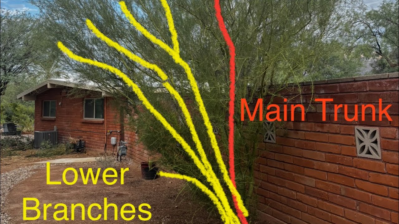 Palo Verde Pruning @ArboristAdvice