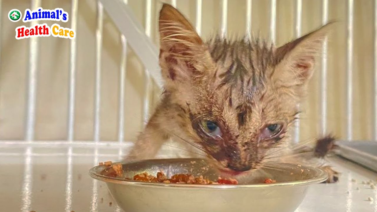 Happy Ending of Tiny Kitten Trembling to Ask For Help in Downpour