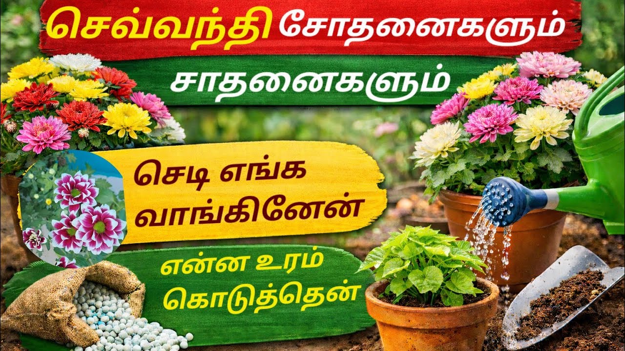 🌱அனுபவம் பேசும் செவ்வந்தி வளர்ப்பின் உண்மை கதை | தவறுகளிலிருந்து வெற்றிவரை💯முயற்சி + பொறுமை= பூக்கள்