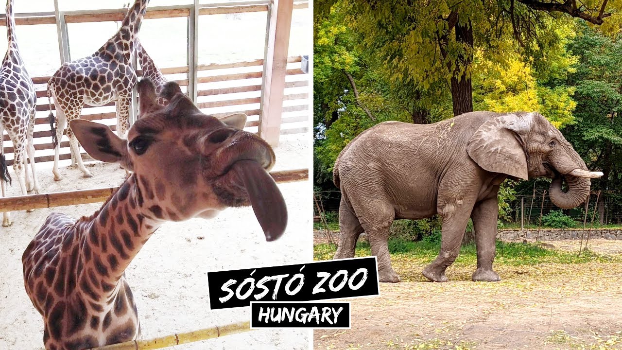 🦒 SÓSTÓ ZOO Nyíregyháza | One of the best & biggest zoos in HUNGARY | Staying at the Pangea Hotel 🦕