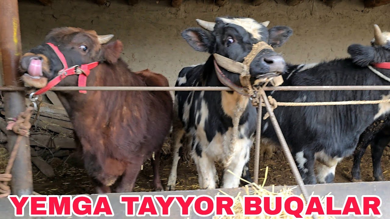 Ilg'or akadan yangi partiya yosh va yemga tayyor buqalar 16 февраля 2026 г.