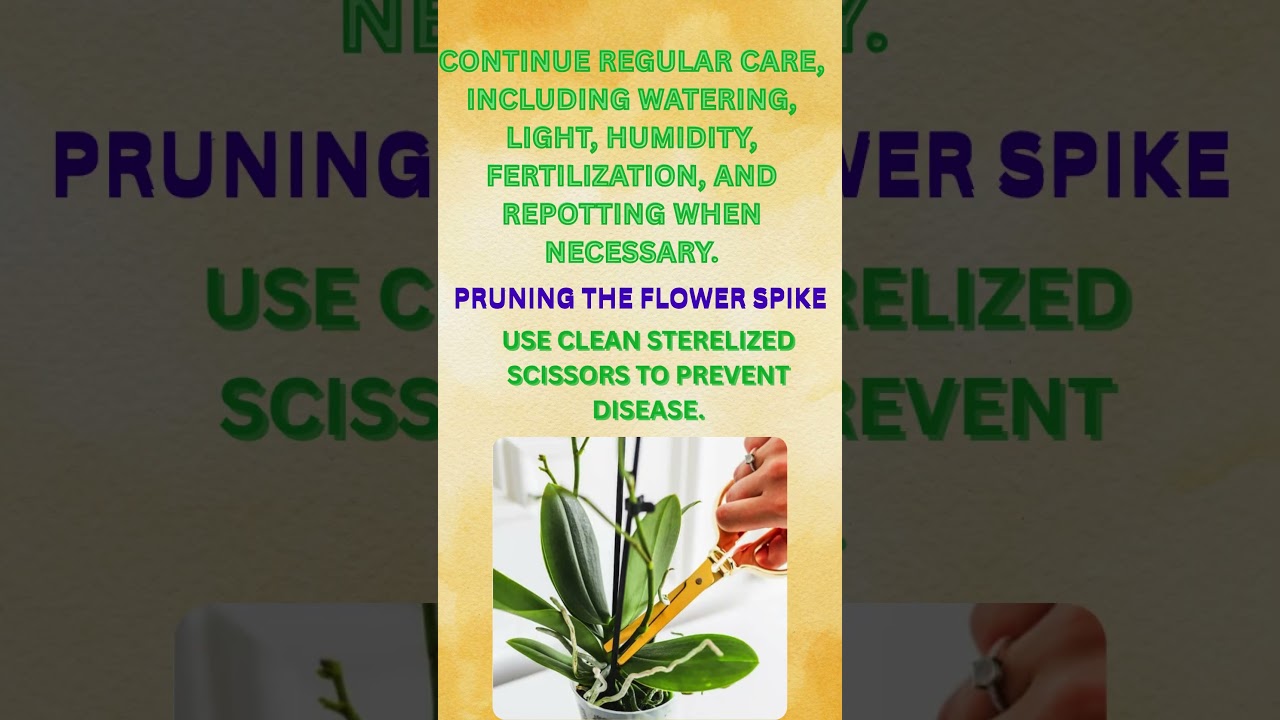 PEOPLE ASK: WHAT DO I DO WITH MY ORCHID AFTER THE FLOWERS FALL OFF?