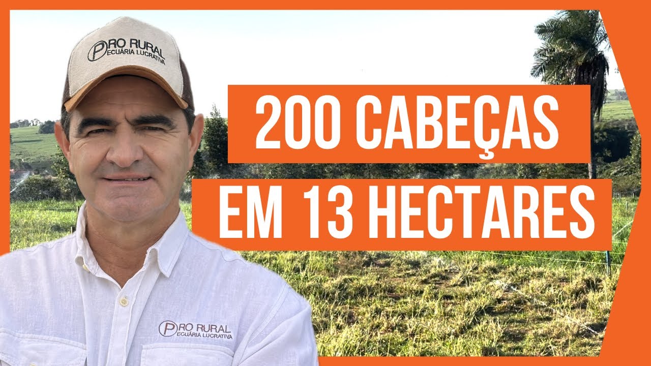 200 CABEÇAS em 13 HECTARES - PASTEJO ROTACIONADO ADUBADO e IRRIGADO para BOVINOS DE CORTE #parte5