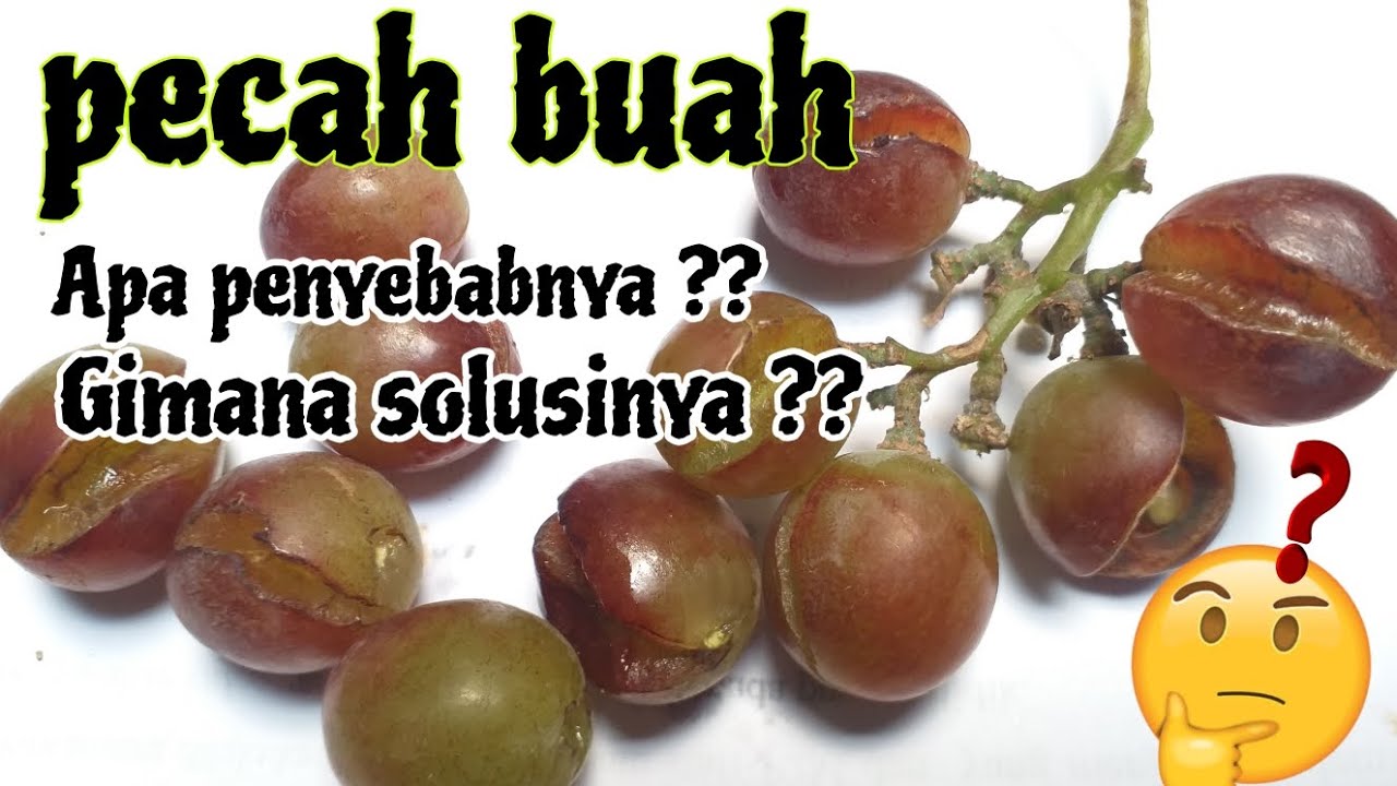 Cara mengatasi buah Anggur pecah