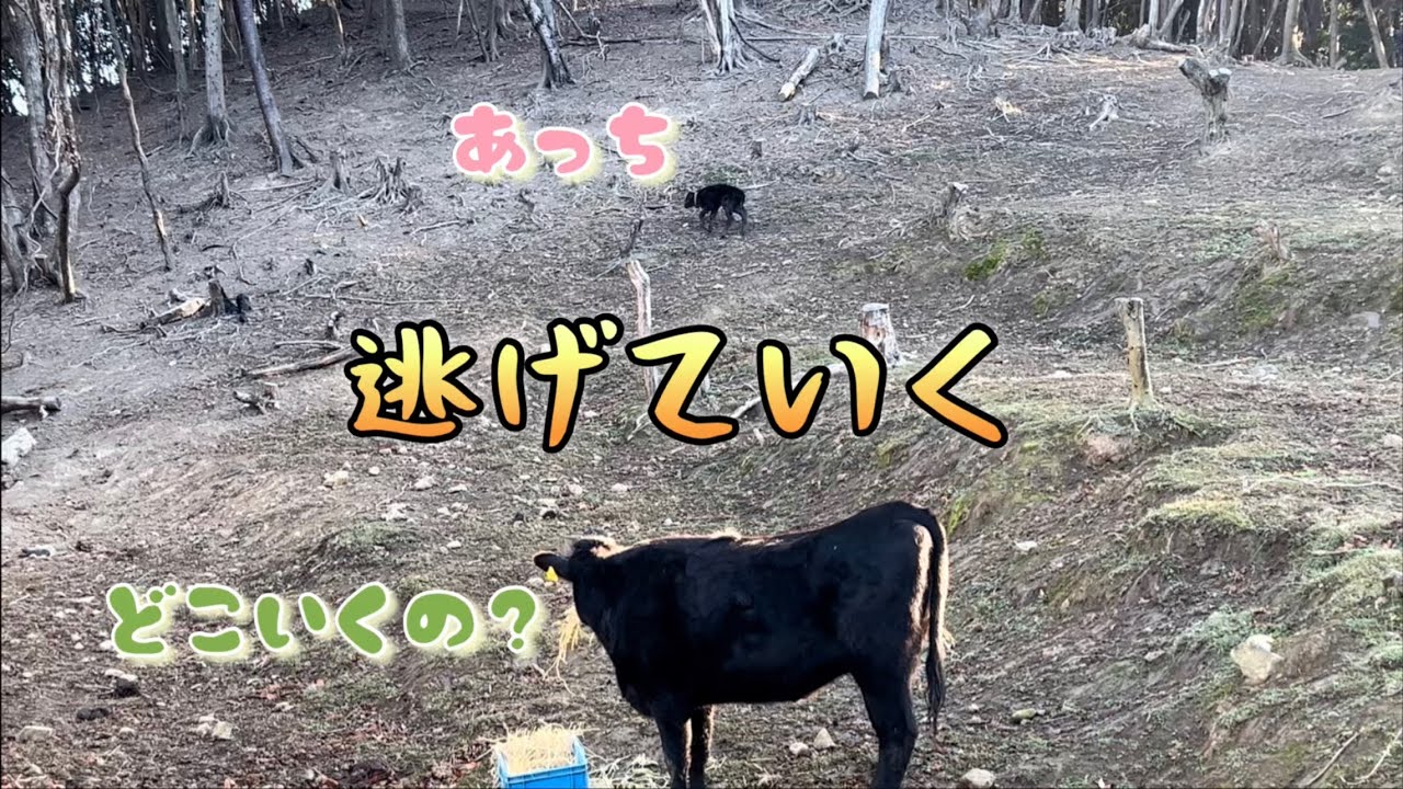 追っても追っても