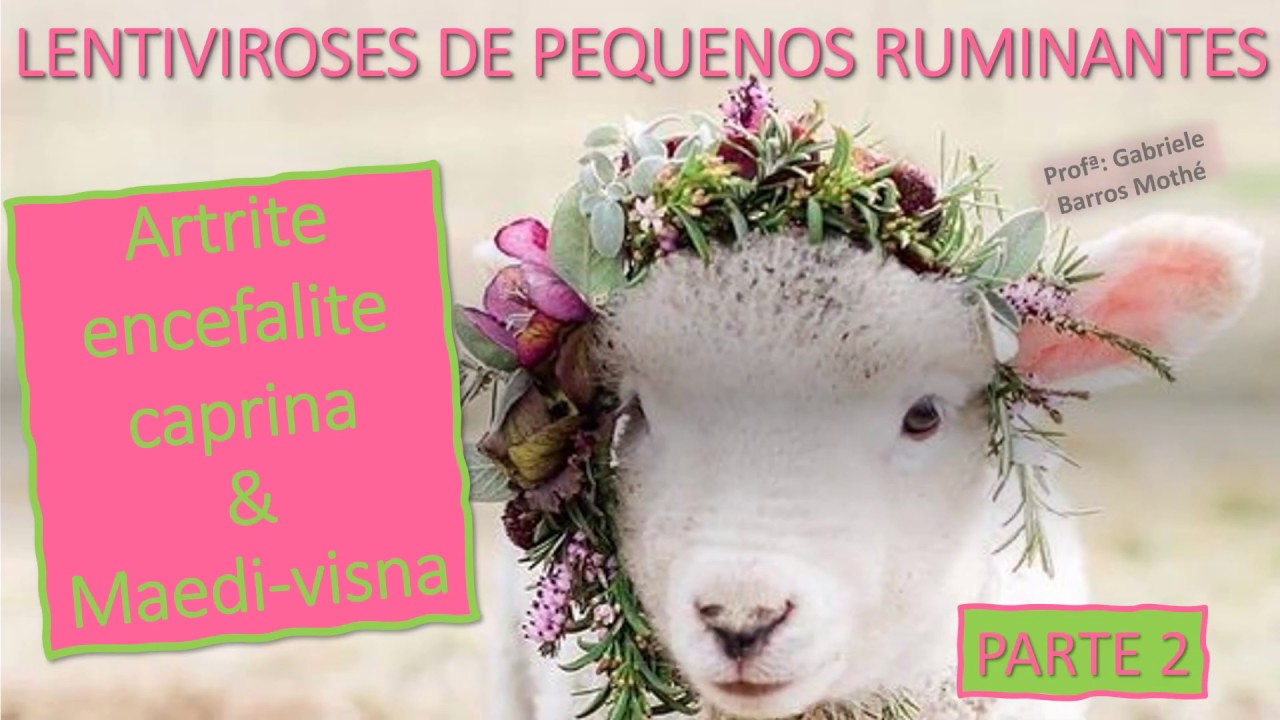 ARTRITE ENCEFALITE CAPRINA E MAEDI-VISNA - parte 2 (medicina veterinária) - LENTIVIROSES