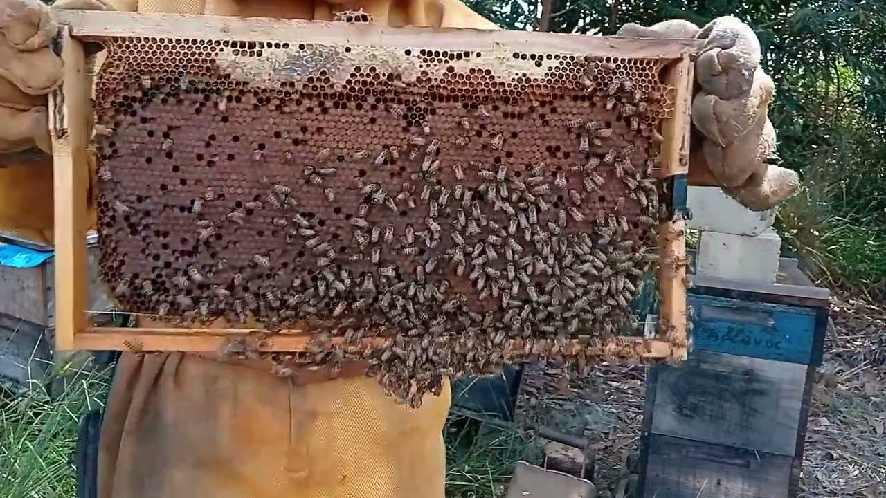 ALIMENTAÇÃO MANEJO PRÉ SAFRA VÍDEO 02 (APIÁRIO 02)
