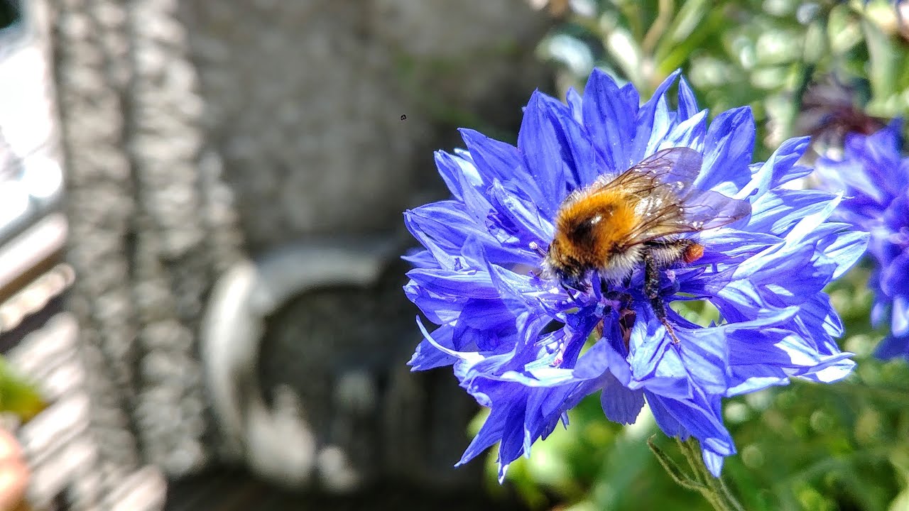 Saatgut - Kornblumen-Samen sammeln